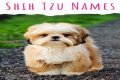 150 Shih Tzu Dog Names That Are Unique and Unforgettable